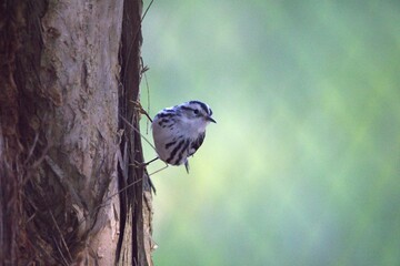 Wall Mural - zebra bird  on a tree in the forest park