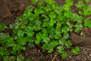 Small green clover plants growing in moist soil, highlighting their trifoliate leaves and natural environment