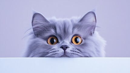 Aufkleber - Grey fluffy cat peeking over a white surface, big orange eyes.