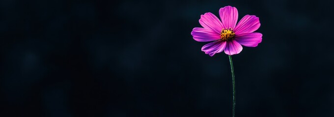 Aufkleber - Single pink flower on dark background.