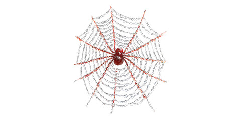 Red spider on glossy web isolated on transparent background
