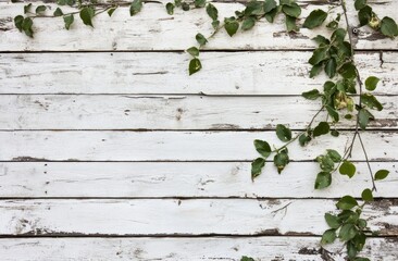 Poster - White wood planks with green vines growing on corner.