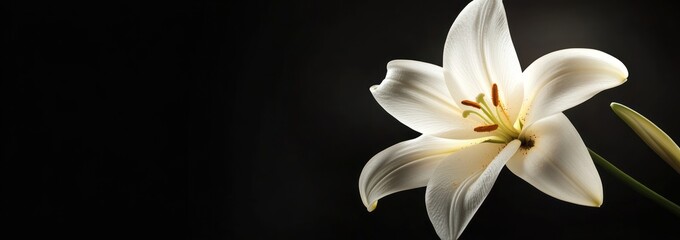 Poster - White lily bloom with pistil on black backdrop.