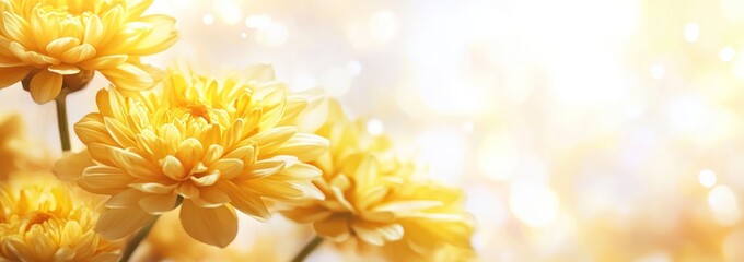 Poster - Yellow blooming chrysanthemum flowers with bokeh lights background.