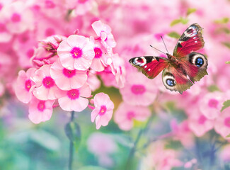 Aufkleber - Bright peacock butterfly (Aglais io, Inachis io) in flight over lush pink phlox Traviata flower, macro.