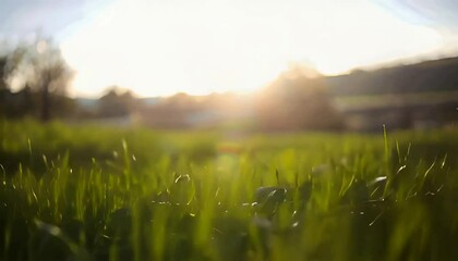 Poster -  spring nature with a freshly mowed green lawn.