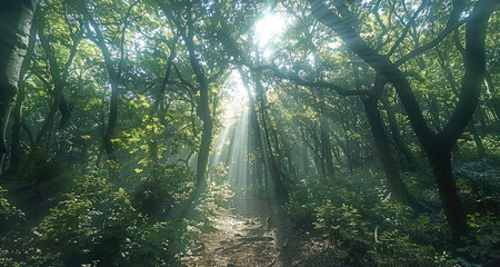 Poster - A dense forest with sunlight filtering through the trees, creating an enchanting.