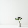 © padungsak - A minimalist image of a small potted plant with dark green leaves against a clean, white background.