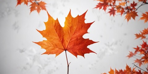 autumn red orange maple leaf isolated on white with sharp contrast , autumn leaf, orange leaf, seaso