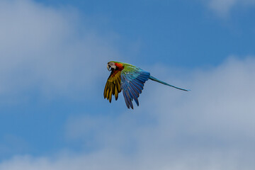 Wall Mural - flying beautifully coloured parrot ara (ara ararauna) costa rica.