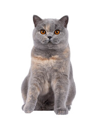 Poster - Excellent young blue tortie British Shorthair cat, sitting up facing front. Looking towards camera with deep orange eyes. Isolated cutout on a transparent background.