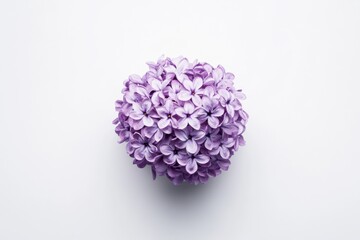 Wall Mural - Lilac flower on white background, minimalist style, pastel colors, isolated object, simplicity