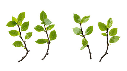 Wall Mural - Set of twigs with spring green leaves isolated on whiteor transparent background
