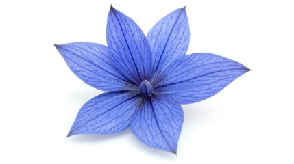 Wall Mural - Delicate Blue Flower with Intricate Petals and Vibrant Coloration