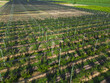 © Ema - commercial peach orchard and covered by a protective mesh