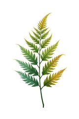 Poster - Fern leaves with vibrant colors against a clean white background create an elegant and sophisticated design aesthetic instantly._00001_