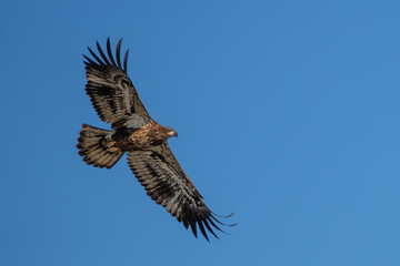 Wall Mural - a juvenile american bald eagle flying over a lake