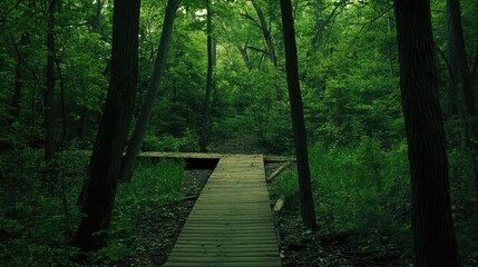 Poster - Serene boardwalk pathway winding through a vibrant green forest surrounded by towering trees and lush foliage.