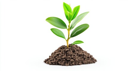 Poster - Closeup of a small green plant seedling growing in fertile soil representing new life renewal and sustainable growth