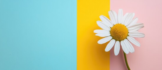 Poster - Chamomile flower against vibrant colored backgrounds creating a visually appealing and artistic design for creative projects