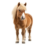 Pony Horse Isolated on a White Background for Promotional Use on transparent background