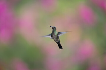 Wall Mural - hummingbird(trochilidae)flying gems ecuador costa rica panama