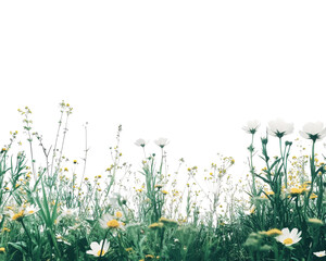 Wall Mural - Colorful wildflowers on a green field, white isolate background.