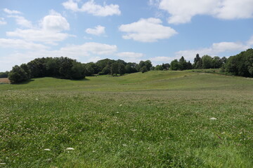 A lush, green, rolling field dotted with vibrant wildflowers in shades of yellow, purple, and white. The hills gently slope toward a line of leafy green trees at the horizon under a bright summer sky.