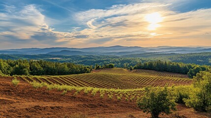 Poster - Serene Vineyard Landscape at Sunset with Rolling Hills and Clouds