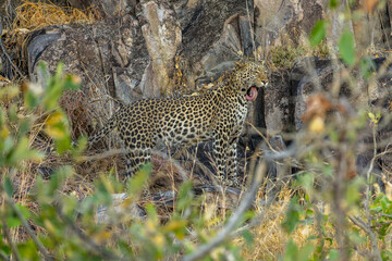 Wall Mural - leopard looking for prey in African savanna botswana  (Panthera pardus)