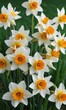 © Sayfar - Cluster of white and orange daffodil blooms against a green background, environment, vibrant blooms, springtime, botanical, textured