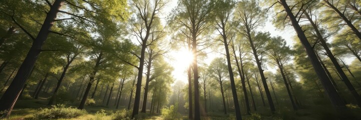 Wall Mural - Sun-drenched forest panorama, majestic trees, landscape, peaceful