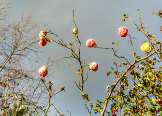 Poster - Seatac Winter Roses 3