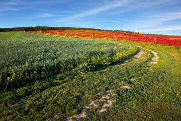 Wall Mural - The dirt road