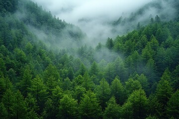 Poster - A dense forest shrouded in misty fog, perfect for atmospheric scenes or mystical settings