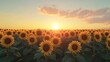 © Lokithi Stock - Endless sunflower field glowing vibrantly under the warm golden sunlight with a clear sky, creating a cheerful and lively atmosphere