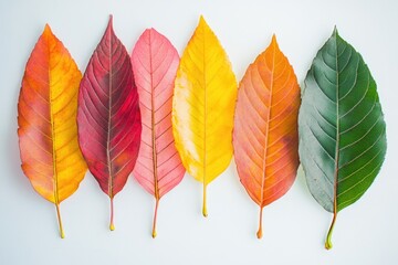 Poster - A collection of colorful leaves arranged on a clean white surface