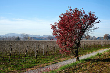 Wall Mural - vigne