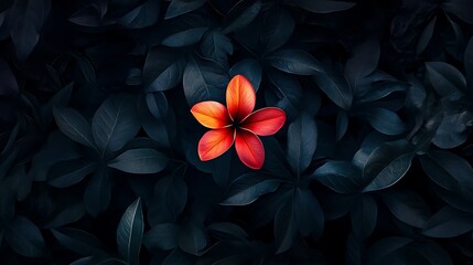 Poster - Single red flower blooming amidst dark green foliage.