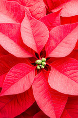 Aufkleber - Bright red poinsettia leaves showcase a vibrant display of holiday cheer during the Christmas season indoors