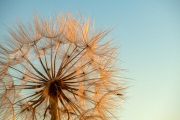 Wall Mural - Defocused dandelion with seeds at sunset