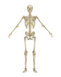 © Kordiush - Human Skeleton Front View. Anatomical Model Isolated on White Background.