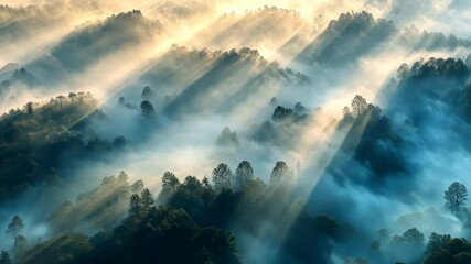 Wall Mural - forest with sunlight and fog