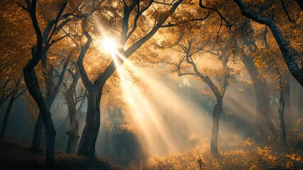 Wall Mural - forest with sunlight and fog