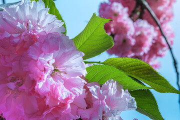 Poster - Cherry blossom treeby lush green leaves against a clear blue sky. Capturing the beauty of the delicate flowers. Selective focus.