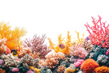 Pastel coral reef on transparent background