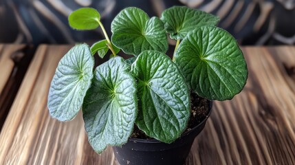 Poster - False African Violet plant with lush green leaves in a black pot on wooden surface showcasing vibrant foliage and texture