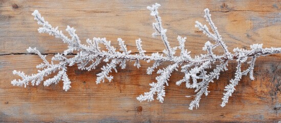 Poster - Frosted fir branches on rustic wood background with space for text showcasing winter beauty and natural elegance