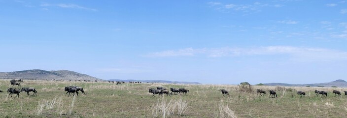 Wall Mural - Wildebeest herd migrating across serengeti national park