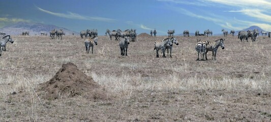 Wall Mural - Herd of zebras gathering on dry savanna during the day